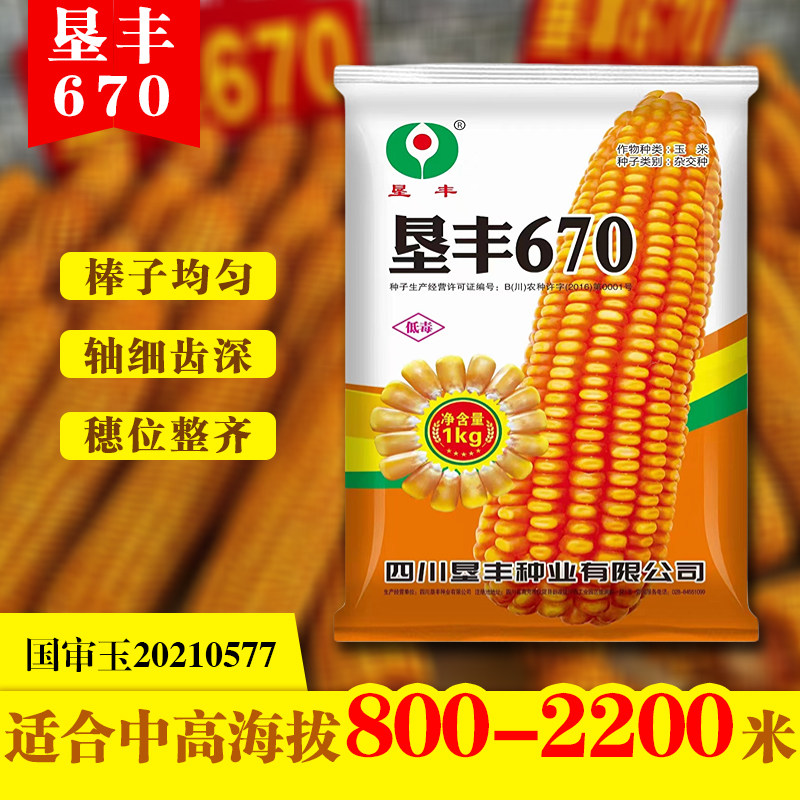 矮杆大棒云贵川高产玉米种子垦丰670适应区域中高海拔1000-2500米