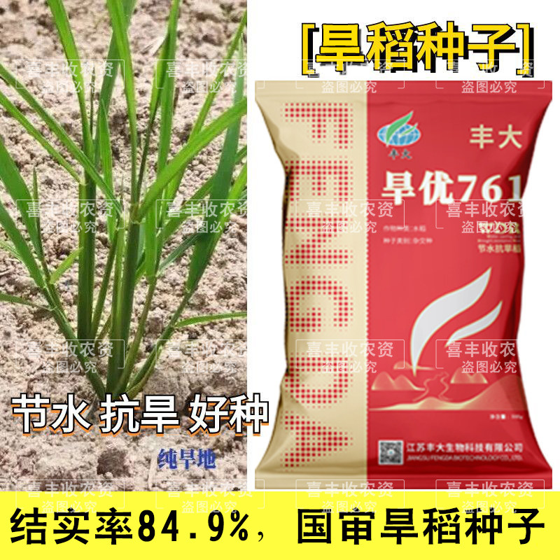 旱稻种子旱优761水稻种子节水抗旱稻杂交稻