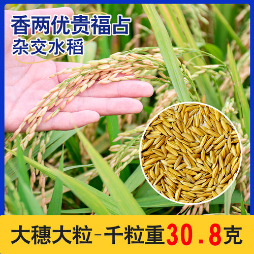 正宗国审高产杂交水稻香两优贵福占谷种耐寒抗病发芽率高1斤装