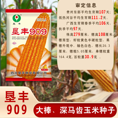 矮杆大棒硬粒饲料玉米种子垦丰909夏播大棒籽粒黄色半马齿型品种