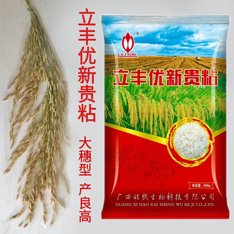 杂交水稻种子立丰优新贵粘产量高抗性好米质优500g/袋