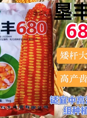 矮杆大棒王垦丰680云贵川中高海拔矮杆大棒牙齿深玉米种子