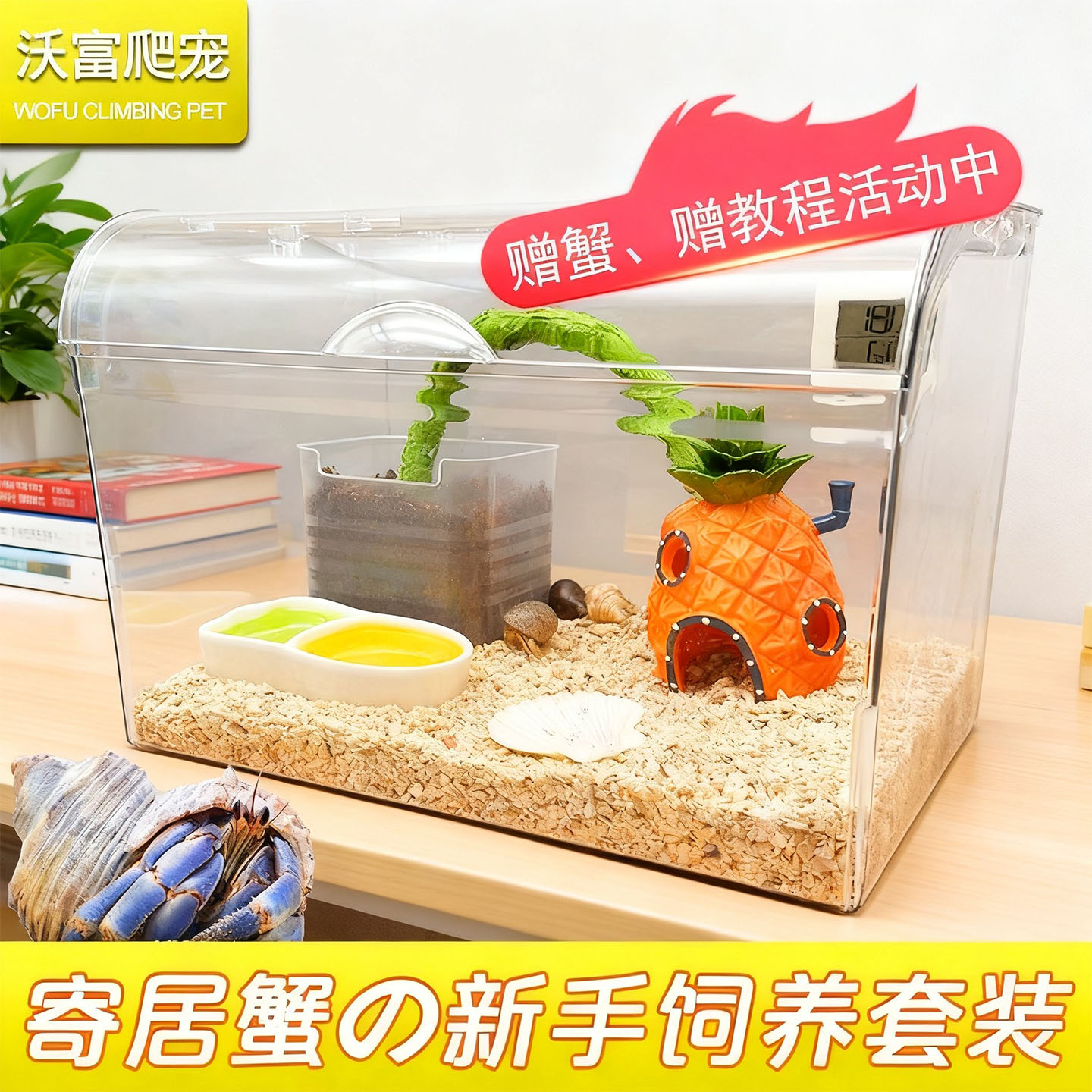沃富寄居蟹亚克力全景饲养缸送蟹