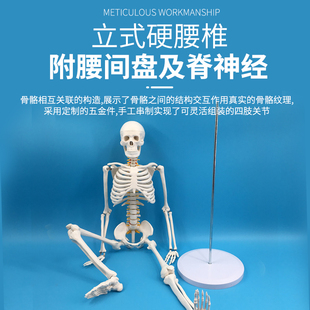 85CM骨架模型骨骼骷髅 人体骨骼模型附椎间盘神经根 骨盆