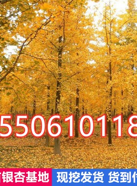 占地拆迁苗 银杏树苗 白果小苗 行道绿化苗木 庭院植物银杏苗直销
