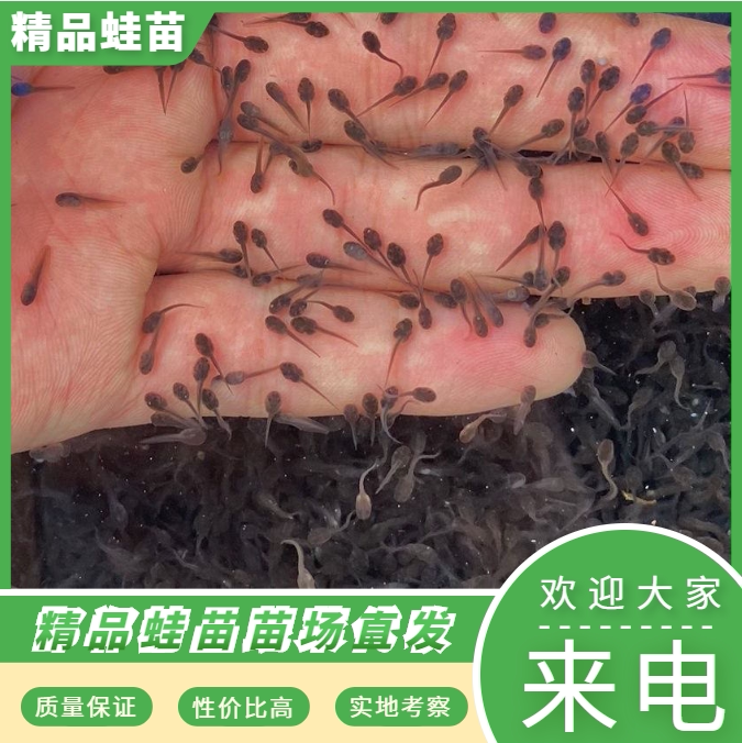 牛蛙蝌蚪活体水族宠物养殖蝌蚪苗 小蝌蚪青蛙苗牛蛙苗包活送饲料
