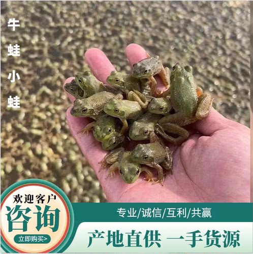 牛蛙蛙苗 小蛙 蝌蚪苗 养殖牛蛙苗水族宠物活体幼蛙养殖水族