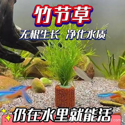 印度小朱节水草阴性草造景孔雀繁殖草蜈蚣草绿菊九冠后景水草