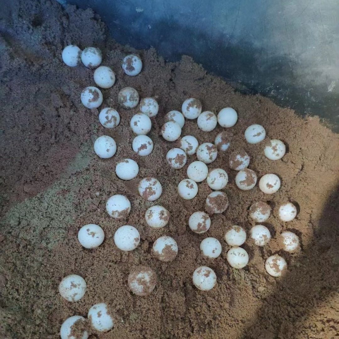 龟蛋受精可孵化草龟蛋鳄龟蛋乌龟蛋巴西龟蛋观赏龟生态龟小龟,宠物/宠物食品及用品,龟/鳖,淘宝优惠券,粉丝福利购,淘宝优惠卷