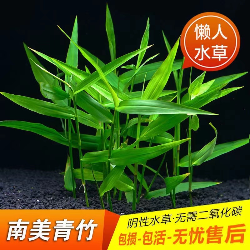 青竹水草鱼缸造景专用