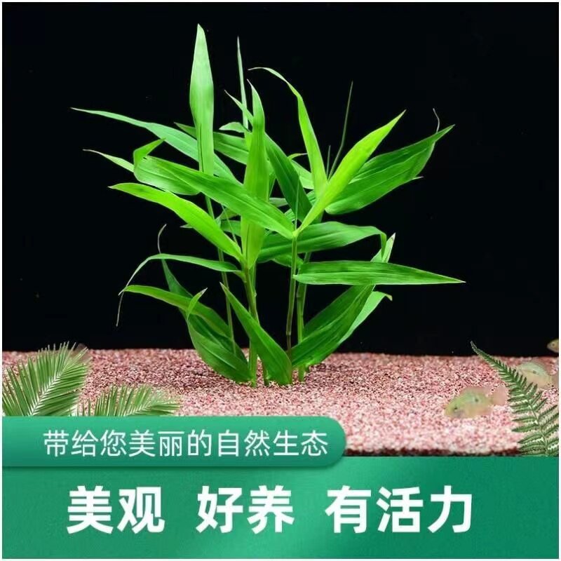 鱼缸造景南美青竹水草图片