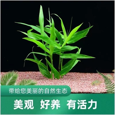 鱼缸造景南美青竹水草