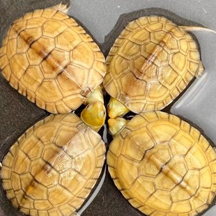 小青皖南龟黄喉拟水乌龟活物南石金钱龟苗观赏纯种活体缘三黄活体