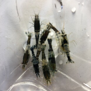 包邮蓝琉璃虾 黑琉璃虾 观赏虾 米虾 琉璃虾 免包装费