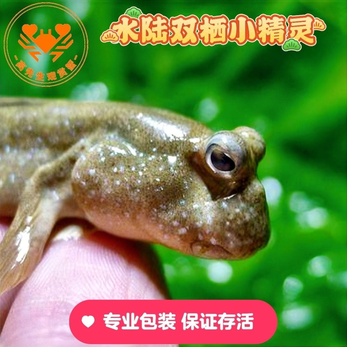 跳跳鱼弹涂鱼活鱼滩涂鱼淡水观赏鱼宠物饲料苗跳鱼弹涂鱼食用