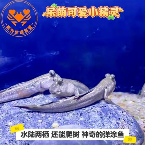 跳跳鱼弹涂鱼活鱼滩涂鱼淡水观赏鱼宠物饲料苗跳鱼弹涂鱼食用