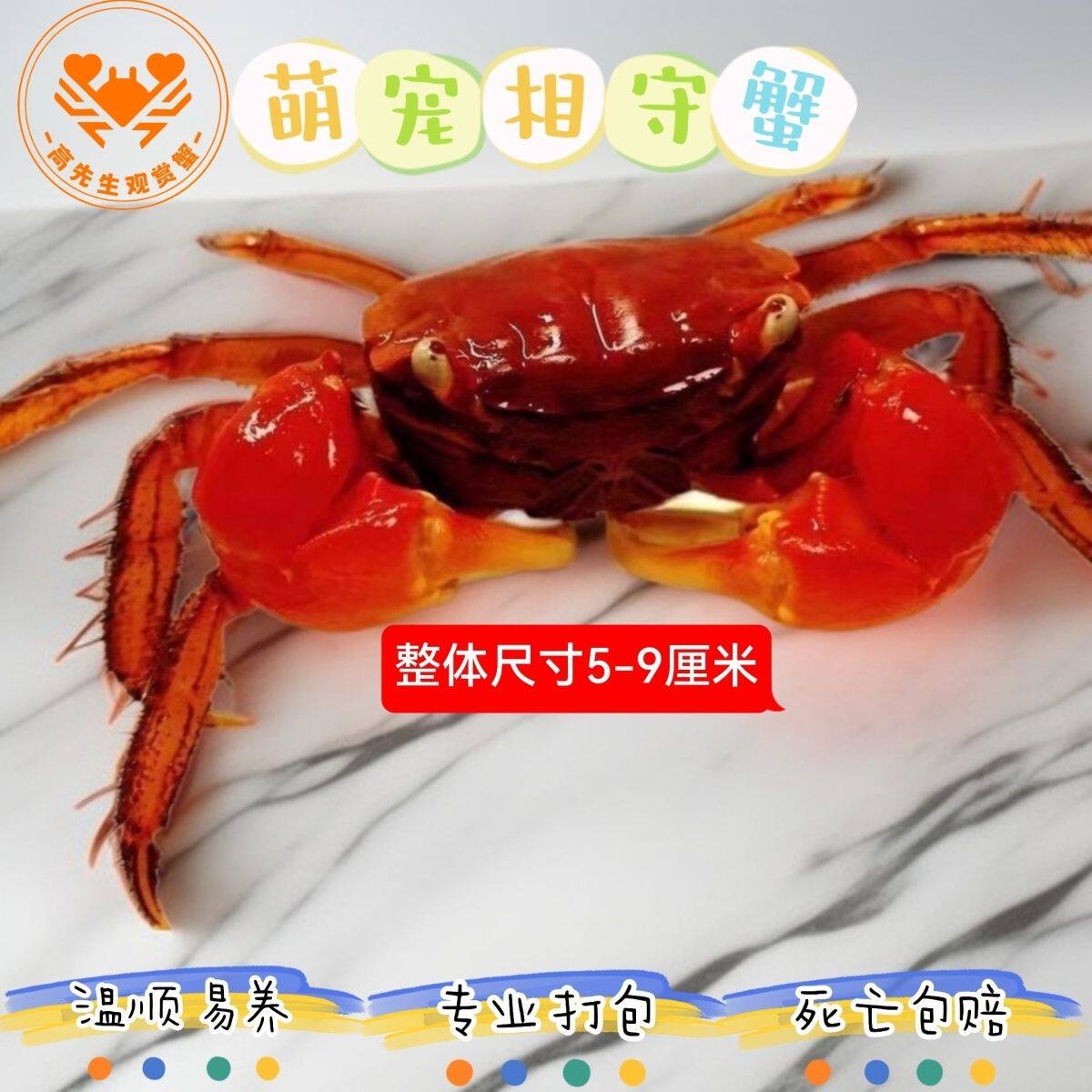 红螯相守蟹迷你观赏淡水辣椒蟹观赏小螃蟹淡水摆地摊宠物发财摆摊