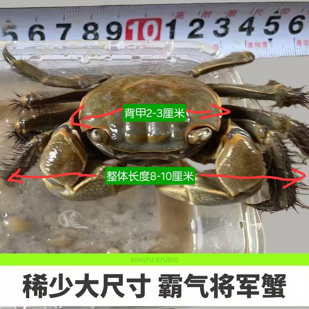 活体包邮将军蟹水陆两栖淡水观赏蟹蜕壳可养桌面萌宠儿童观察宠物