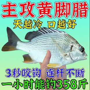 黄脚腊饵料】钓黄脚立黑鲷鱼专用饵打窝料浅海黄翅鳍蜡小药诱鱼剂