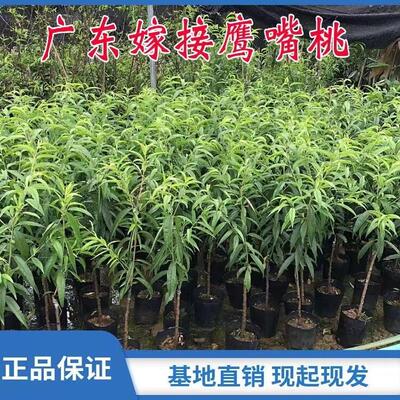 嫁接鹰嘴桃果树阳台盆栽地栽落叶
