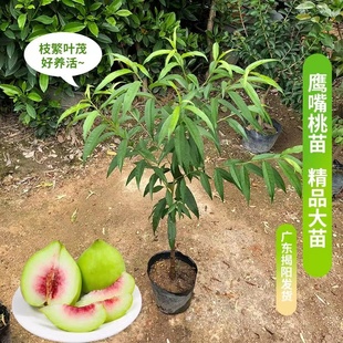 桃子树苗果苗正宗嫁接苗鹰嘴桃甜脆南北方种植地栽特大带原土发货