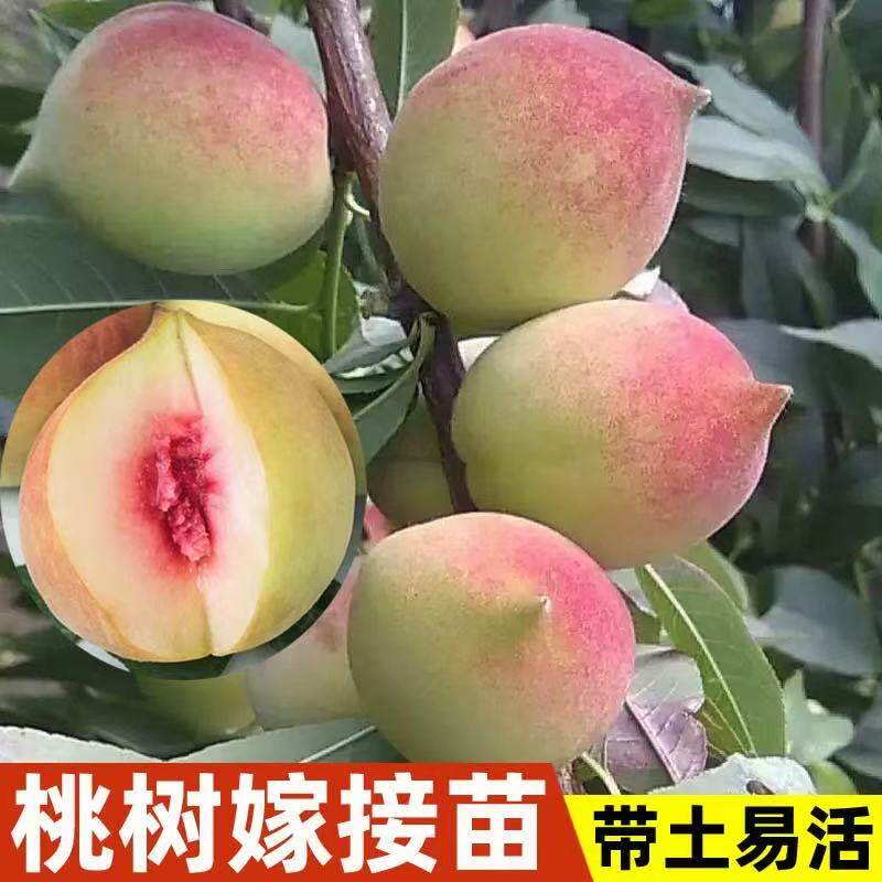 正宗嫁接连平鹰嘴桃树苗三月桃果树苗水蜜桃树南北方种植当年结果