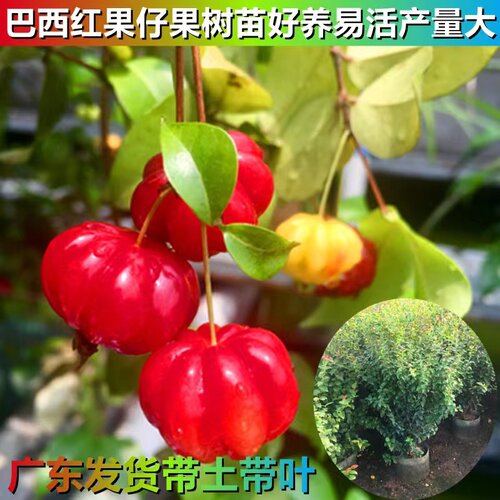 四季常绿灯笼果树苗水果树苗
