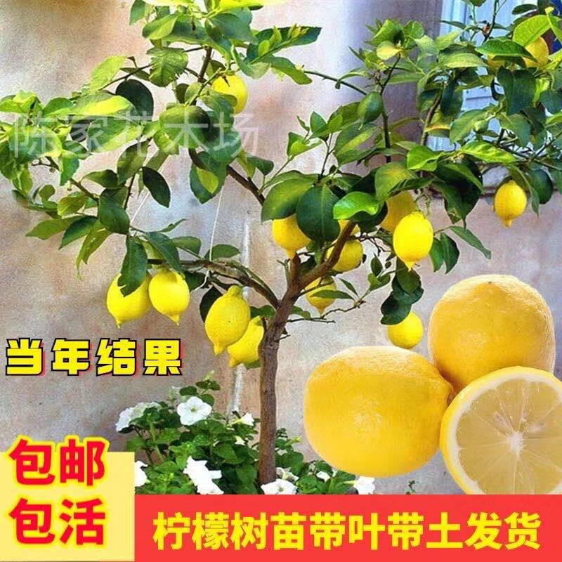 香水柠檬树盆栽室内花卉植物好养易活四季常青可食用老桩盆景绿植