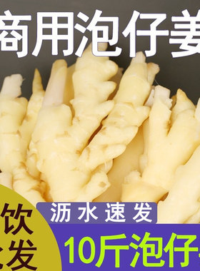 泡仔姜商用四川泡子姜嫩姜竹根姜水泡10斤/5斤/2斤泡菜仔姜兔调料
