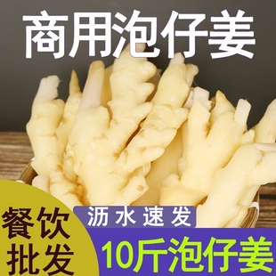 泡仔姜商用四川泡子姜嫩姜竹根姜水泡10斤/5斤/2斤泡菜仔姜兔调料