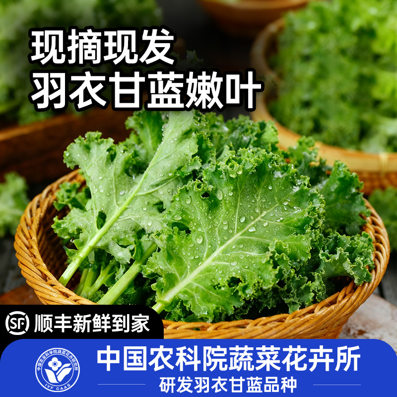 中国农科院羽衣甘蓝徐姬