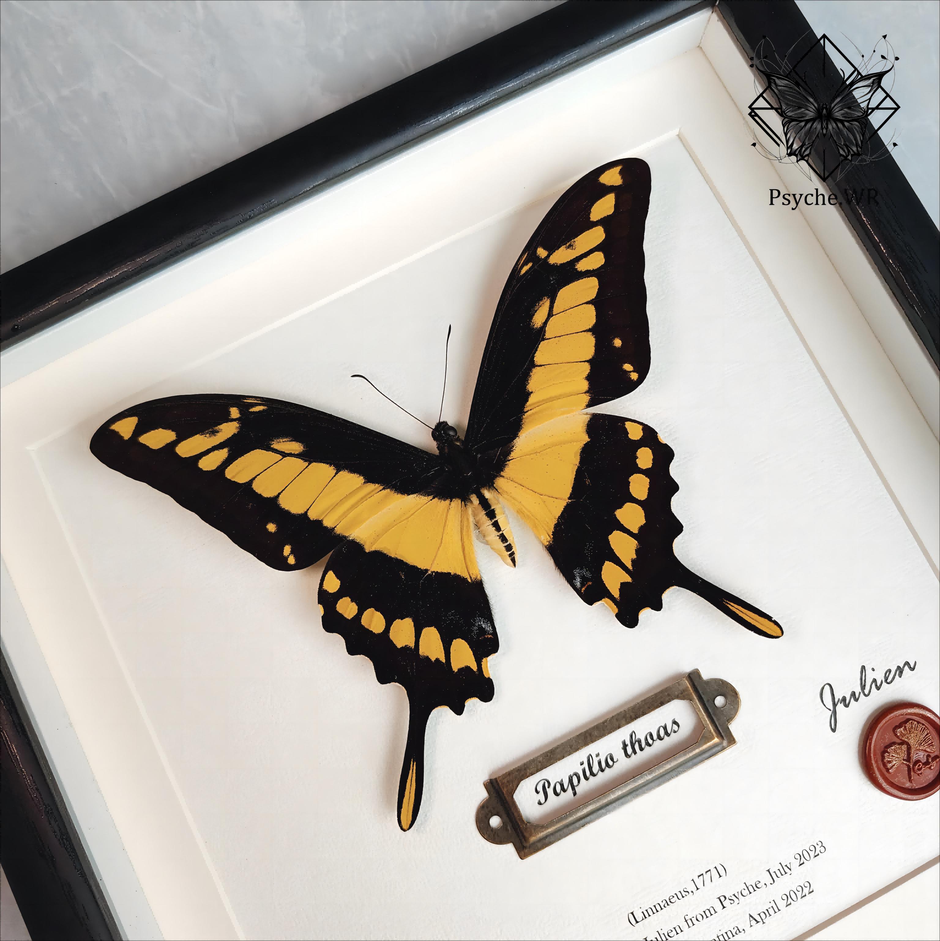 敏芷凤蝶真蝴标本成品展示