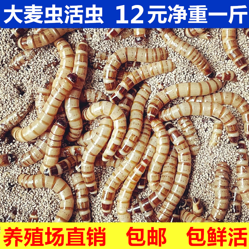 大麦虫活虫鲜活面包虫大号黄粉虫金龙鱼鱼食八哥画眉鸟食活体虫子
