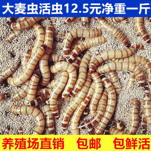 大麦虫活虫鲜活面包虫大号黄粉虫金龙鱼鱼食八哥画眉鸟食活体虫子