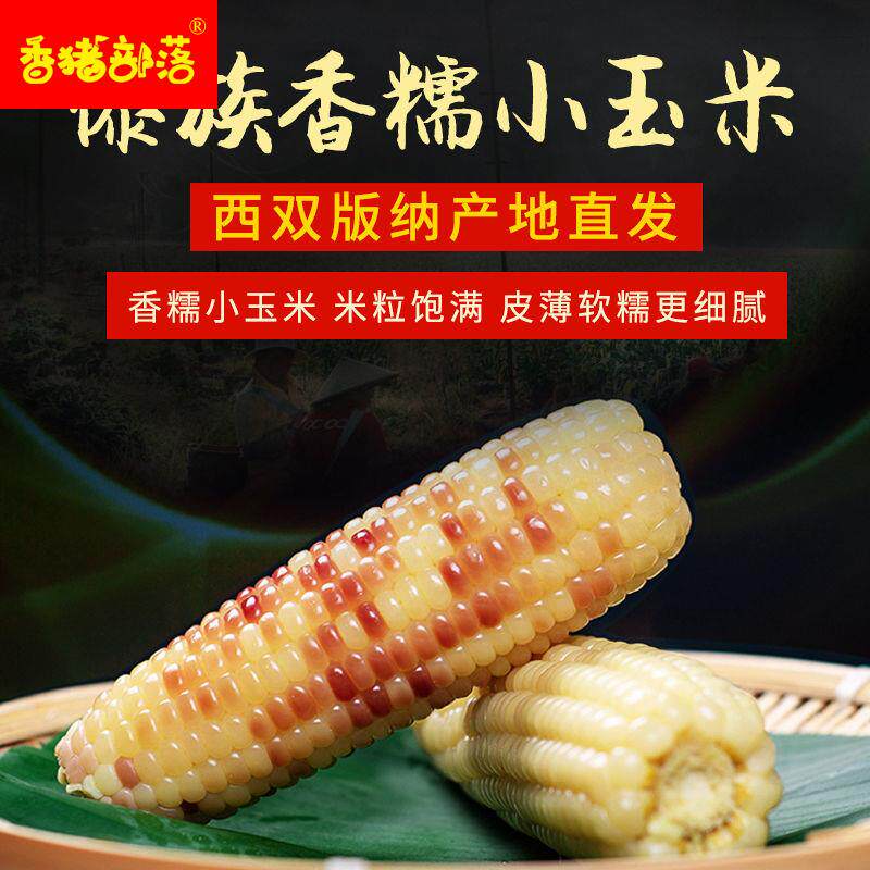 甜糯小玉米西双版纳香糯小包谷真空早餐粗粮熟食