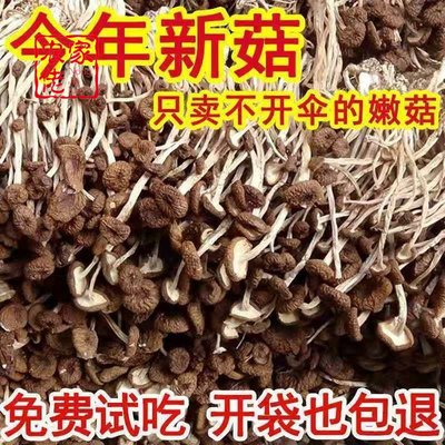 【鲜嫩茶树菇】农家自产新不开