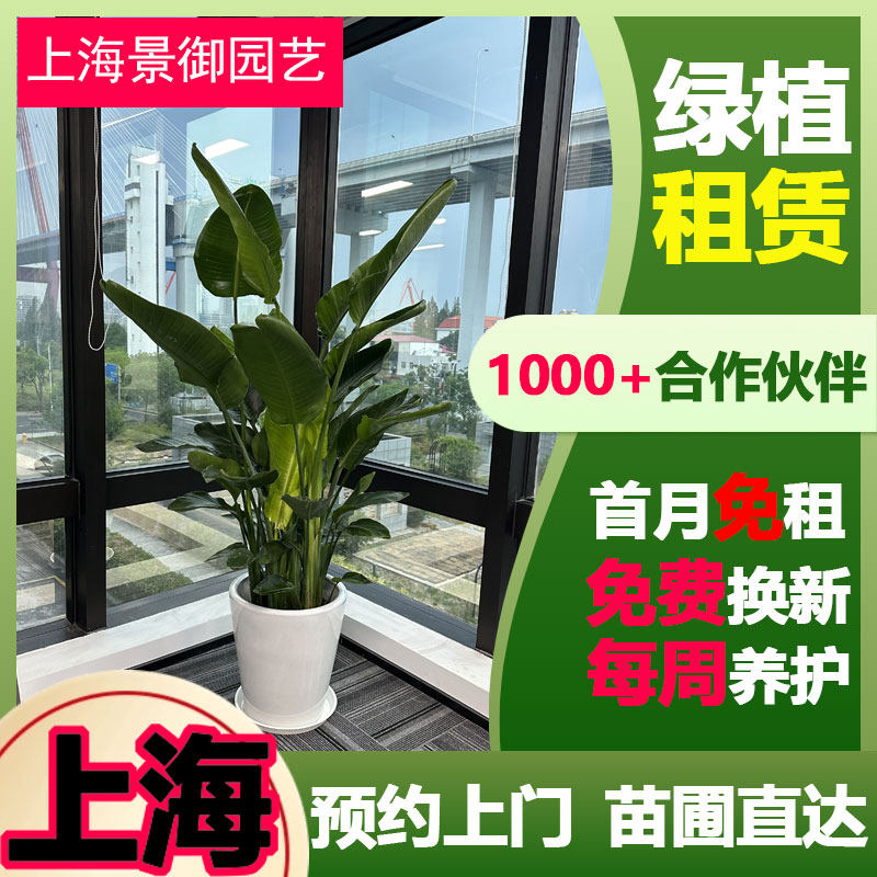 上海绿植租赁植物花卉办公室网红造景餐厅商场盆栽定期绿化养护