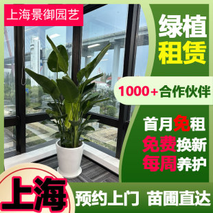 上海绿萝盆栽室内植物长藤垂吊绿箩绿植花卉水培吊兰大盆