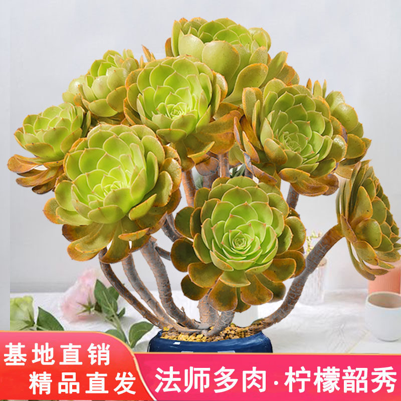 柠檬韶羞法师老桩精品多肉植物黄金韶羞玫瑰老桩室内花卉阳台庭院