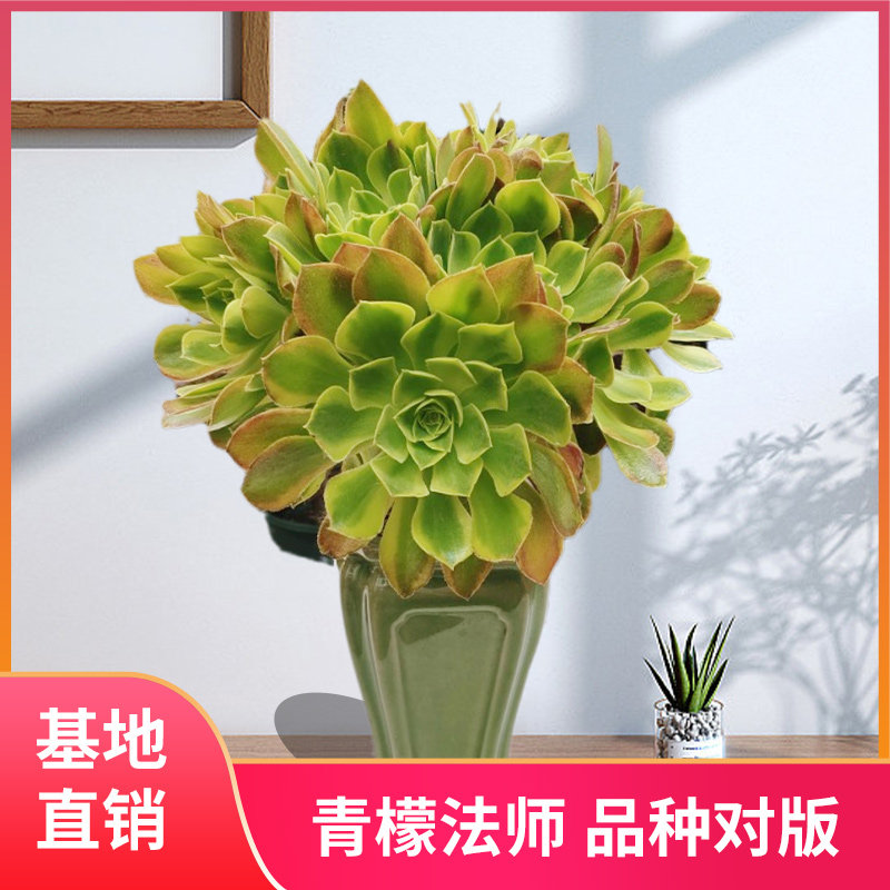 青檬法师锦小老桩多肉植物多头韶秀法师高端室内盆栽花卉阳台庭院