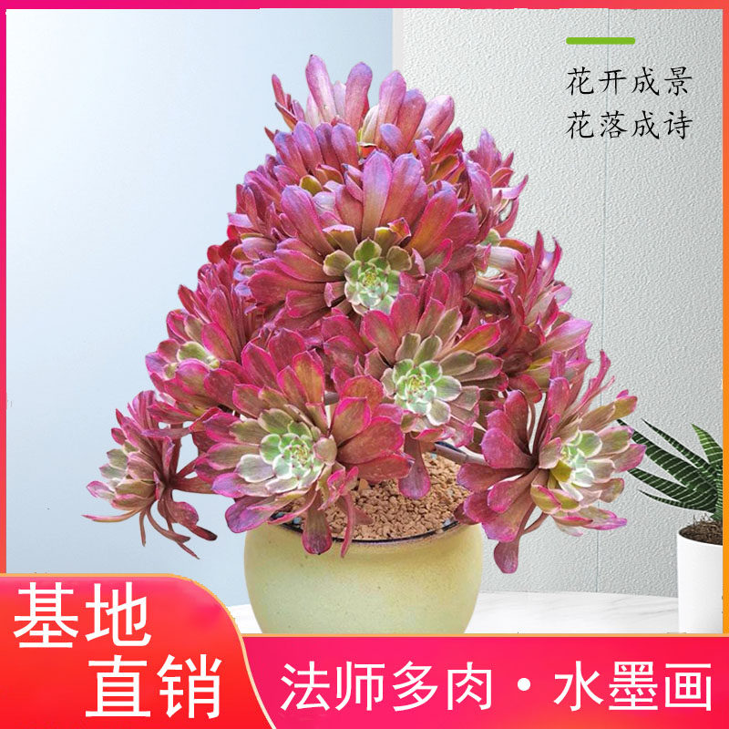 水墨画法师老桩红覆轮锦多肉法师植物粉女巫圆叶法师盆栽花卉多肉