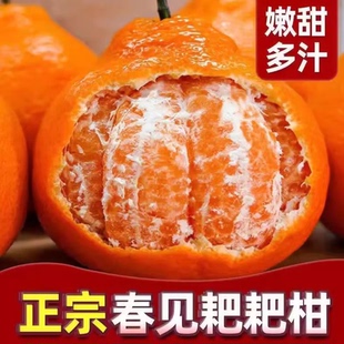 主播家乡特产 正宗四川眉山耙耙柑现摘现发新鲜多汁坏果包赔