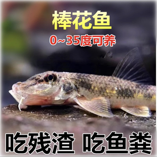 棒花鱼冷水清道夫底层清洁工小型清道夫好养易活淡水鱼观赏鱼