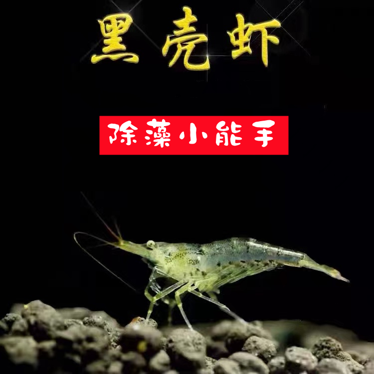 冷水淡水黑壳虾除藻虾水族去丝藻乌龟龙鱼饲料观赏虾工具虾草虾活