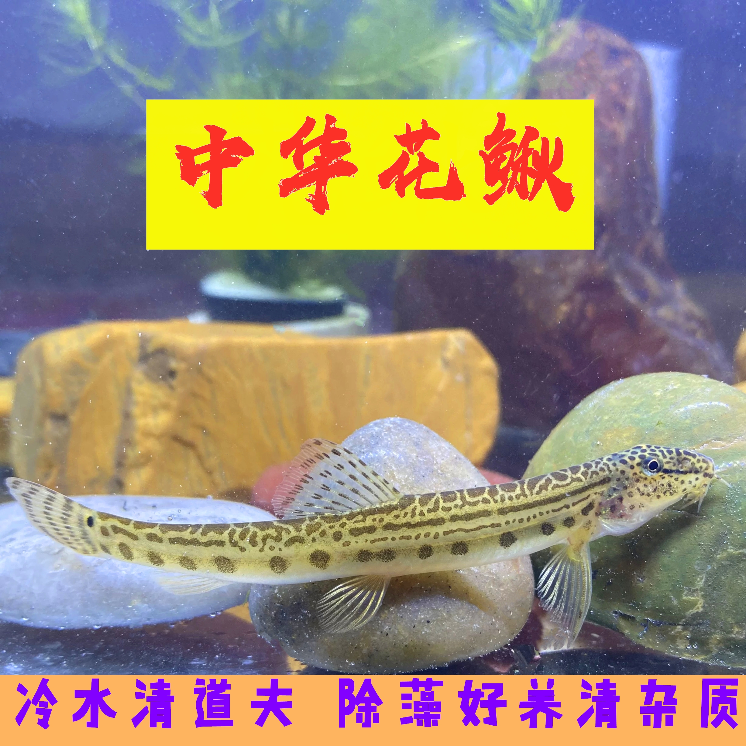 水宠原生鱼中华沙花鳅淡清道夫观赏鱼翻砂工具鱼冷水鱼观赏鱼清理