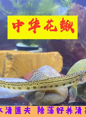 水宠原生鱼中华沙花鳅淡清道夫观赏鱼翻砂工具鱼冷水鱼观赏鱼清理