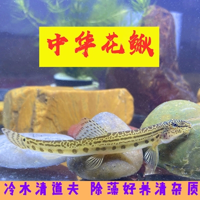 水宠原生鱼中华沙花鳅淡清道夫观赏鱼翻砂工具鱼冷水鱼观赏鱼清理