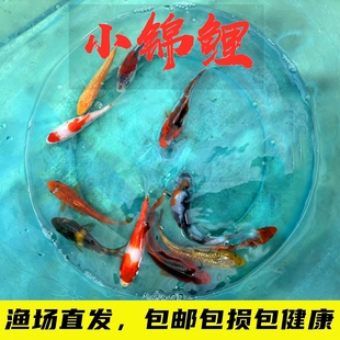 锦鲤鱼观赏鱼淡水鱼冷水鱼鱼苗好养易活红白大正昭和白写丹顶包邮
