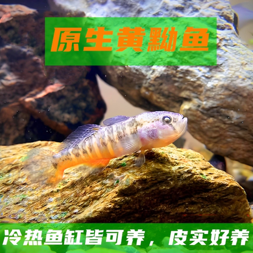 黄黝鱼小型冷水好养除藻清洁缸