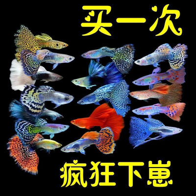 孔雀鱼观赏鱼活体热带小淡水好养耐活小型鱼凤尾鱼生小鱼